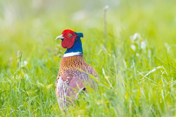 Manlig Fasan Phasianus Colchicus Går Genom Ett Gräsfält Jakt Mat — Stockfoto