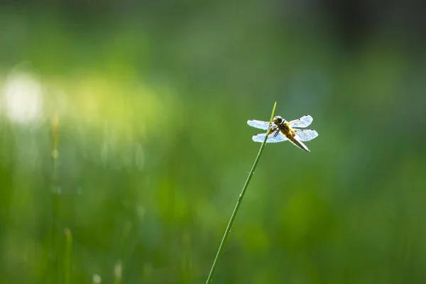 Gros Plan Chasseur Quatre Points Libellula Quadrimaculata Une Libellule Quatre — Photo