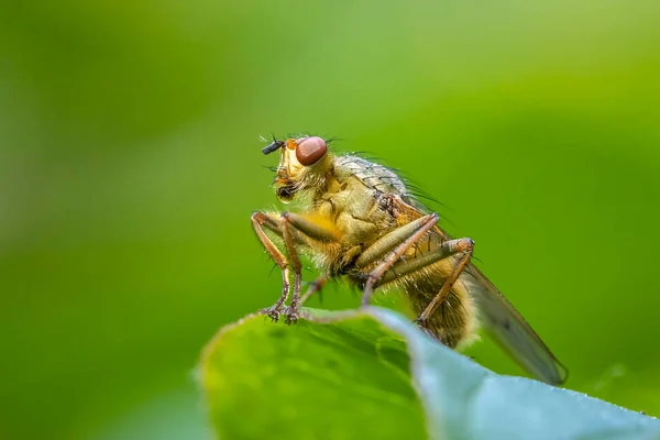 一只雄性 Scathophaga Stercoraria 昆虫的特写 又称黄色粪蝇或金粪蝇 在绿叶上休息 — 图库照片
