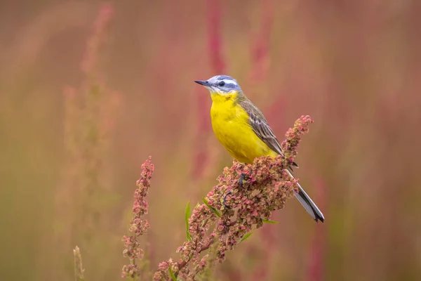 Nahaufnahme Eines Männlichen West Bachstelzenvogels Motacilla Flava Der Einem Sonnigen — Stockfoto