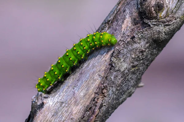 Primo Piano Una Piccola Falena Imperatore Pavonia Saturnia Bruco Strisciare — Foto Stock