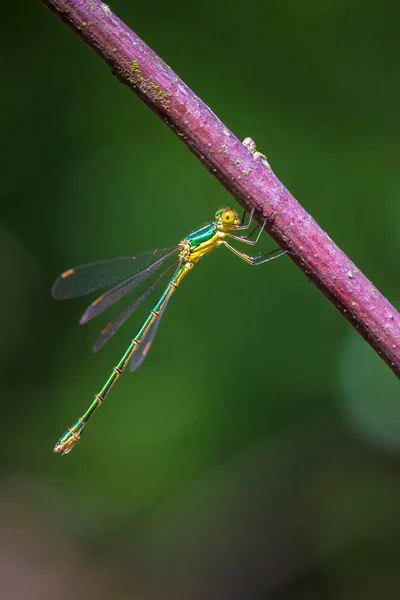 Kleine Smaragd Spreidende Waterjuffer Lestes Virens Rustend — Stockfoto