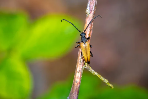 Escarabajo Longhorn Rojo Marrón Stictoleptura Rubra Arrastrándose Sobre Una Rama —  Fotos de Stock