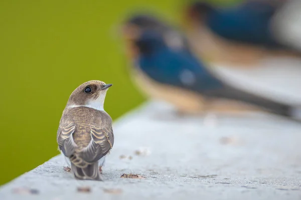 Sand Martin Riparia Riparia Ayrıca Banka Kırlangıcı Olarak Bilinir — Stok fotoğraf