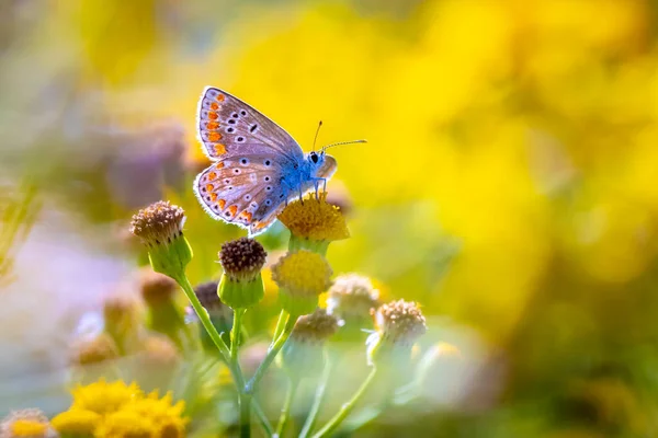 Рано Утром Голубая Бабочка Polyommatus Icarus Опыляет Цветке Лугу Ярким — стоковое фото