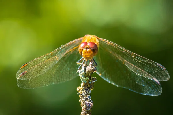 Gros Plan Dard Vagabond Mâle Sympetrum Vulgatum Libellule Accrochée Végétation — Photo