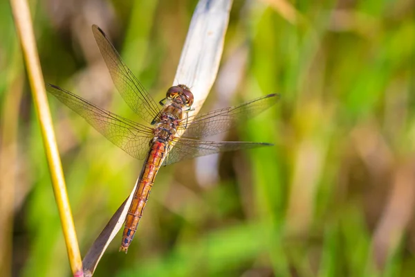 Close Macho Darter Vagabundo Sympetrum Vulgatum Pendurado Vegetação — Fotografia de Stock