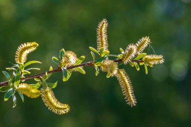 Salix Alba, Bahar mevsiminde beyaz söğüt ağacı, polenler ve katkinler yakın plan.