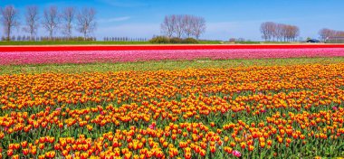 Mavi gökyüzünün altında çiçek açan renkli Hollanda sarı laleleri. Zeeland, Hollanda.