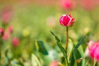 Hollanda 'nın Zeeland şehrinde bahar mevsimi boyunca mavi gökyüzü olan renkli Hollanda laleleri çiçek tarlaları
