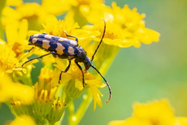 Leptura quadrifasciata, uzun boynuzlu böcek, yürüyen sarı çiçekler..