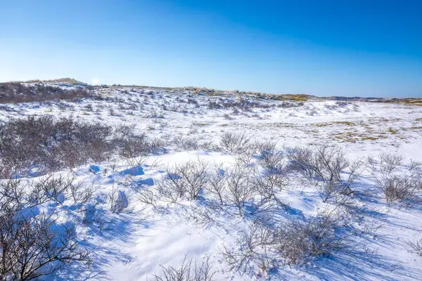 Amsterdamse Deki Karlı Buzlu Kış Manzarası Waterleidingduinen Berrak Mavi Gökyüzü — Stok fotoğraf