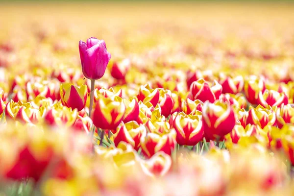 Florescendo Colorido Holandês Amarelo Vermelho Tulipas Campo Flores Sob Céu — Fotografia de Stock