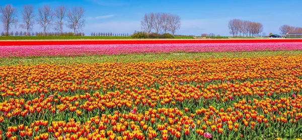 Blühende Bunte Holländische Gelb Rote Tulpen Blühen Unter Blauem Himmel — Stockfoto