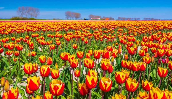 Blooming Colorful Dutch Yellow Red Tulips Flower Field Blue Sky — Stock Photo, Image