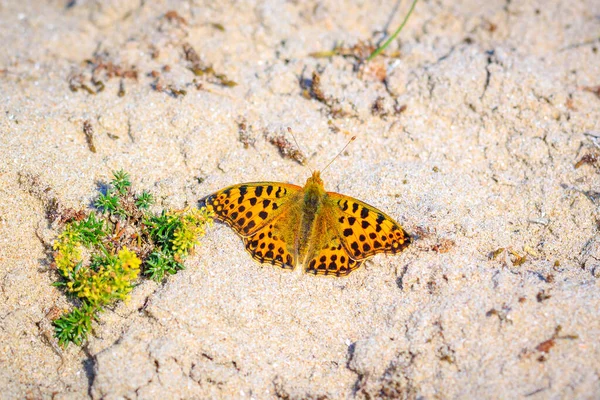 stock image Queen of spain fritillary, issoria lathonia, butterfly resting in a meadow. Coastal dunes landscape, daytime bright sunlight.