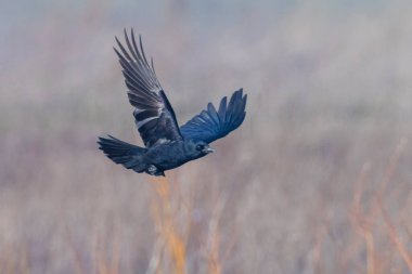 Karga leşi Corvus Corvus kara kuş bir çayırın üzerinde uçarken