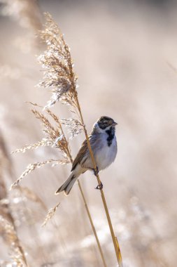 Alelade bir sazlık kiraz kuşu olan Emberiza schoeniclus, kamış başlıklı Phragmites australis 'te şarkı söyler. Sazlık yatakları, bulutlu bir günde bahar mevsiminde sert rüzgarlar nedeniyle sallanıyor..