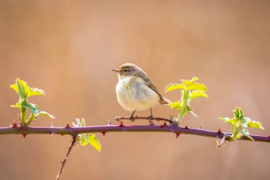 Yaygın bir chiffchaff kuşunun yakın çekimi Phylloscopus collybita, güzel bir yaz akşamında yeşil, canlı bir arka planda yumuşak bir ışık ile şarkı söylüyor..