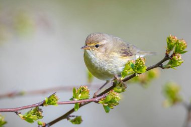 Yaygın bir chiffchaff kuşunun yakın çekimi Phylloscopus collybita, güzel bir yaz akşamında yeşil, canlı bir arka planda yumuşak bir ışık ile şarkı söylüyor..