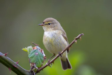Söğüt bülbülü Phylloscopus trochilus 'un yakın çekimi, güzel bir yaz akşamında yeşil, canlı bir arka planda yumuşak bir ışık ile şarkı söylüyor..