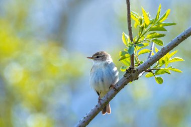 Söğüt bülbülü Phylloscopus trochilus 'un yakın çekimi, güzel bir yaz akşamında, arka planda parlak bir ışık ile şarkı söylüyor..