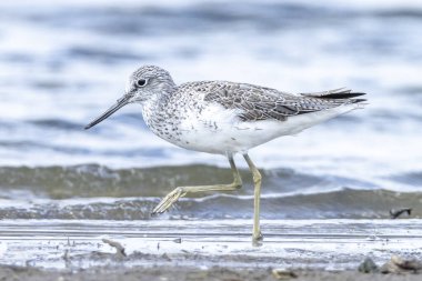 Yaygın yeşillik, Tringa nebularia, sulak alanlarda kuş avı