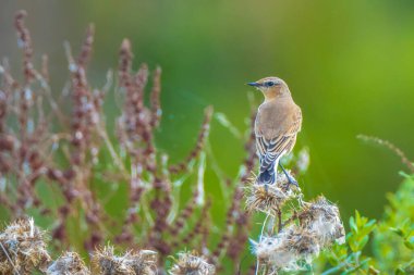 Kuzey Wheatear, Oenanthe Oenanthe, sabah güneşi altında yakın çekim