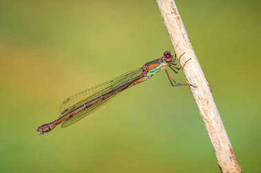Güneşin altında dinlenen batı zümrüt zümrüt böceği Chalcolestes viridis 'in ayrıntıları.