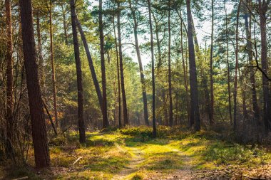 Hollanda 'nın başkenti Hoge Veluwe' de güzel bir ormanda güneş ışığı.