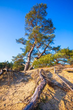 Güneşli bir gökyüzü altında kum tepeleri, Hollanda, Heather manzaralı ulusal park Hoge Veluwe