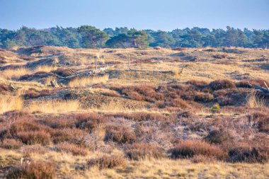 Renkli bozkır manzarası, Ulusal Park Hoge Veluwe Holland İlkbaharda