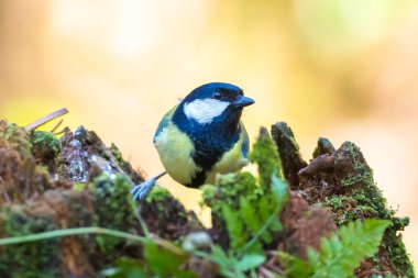 Parlak güneş ışığı altında ahşap bir büyük baştankara kuş, Parus Major, closeup portresi tünemiş
