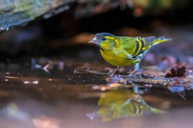 Avrasyalı deri, Spinus spinus, karanlık bir ormandaki bir ağacın dalına tünemişti. Ve bir su birikintisinden içerler.