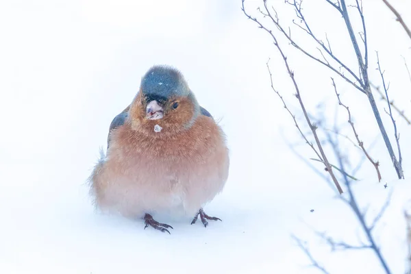 Closeup Male Chaffinch Fringilla Coelebs Foraging Snow Beautiful Cold Winter — Stock Photo, Image
