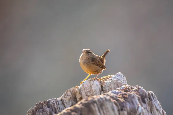Gros Plan Oiseau Troglodytes Troglodytes Oiseau Chantant Dans Une Forêt — Photo