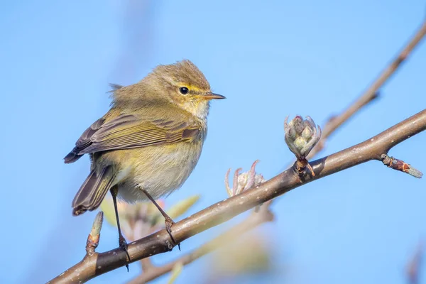 Närbild Vanlig Gräshoppa Fågel Phylloscopus Collybita Sjunga Vacker Sommarkväll Med — Stockfoto