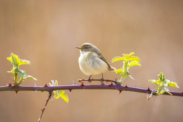 Close Pássaro Chiffchaff Comum Phylloscopus Collybita Cantando Uma Bela Noite — Fotografia de Stock