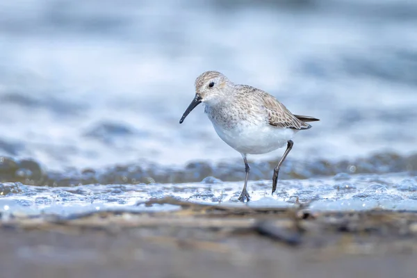 Primer Plano Una Dunlin Calidris Alpina Alimentándose Orilla Del Agua — Foto de Stock