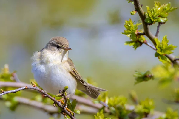 Detailní Záběr Vrbového Ptáka Phylloscopus Trochilus Zpívající Krásného Letního Večera — Stock fotografie