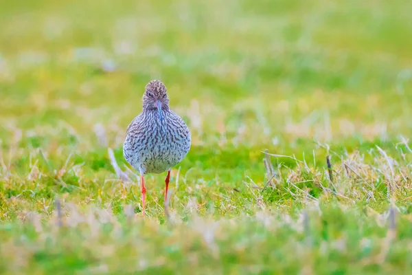 Common Redshank Tringa Totanus Perched Farmland — Stock Photo, Image