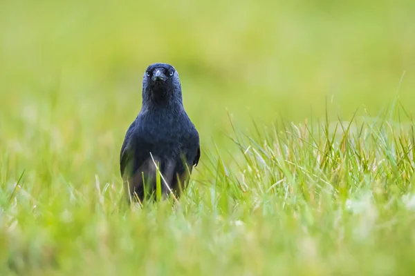 Closeup Carrion Crow Corvus Corone Black Bird Foraging Grass Field — Stockfoto