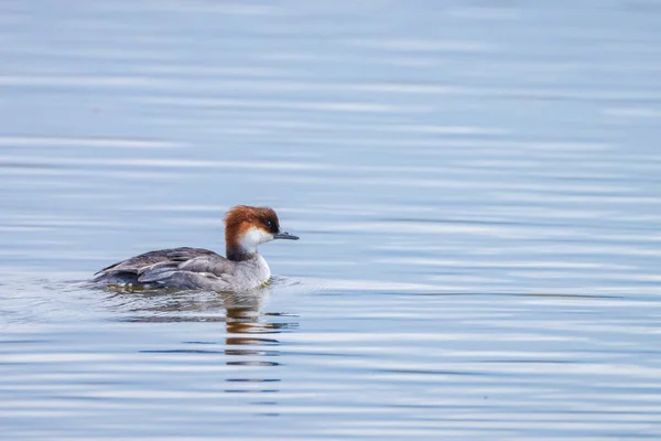 Común Merganser Goosander Mergus Merganser Nadando Superficie Del Agua —  Fotos de Stock