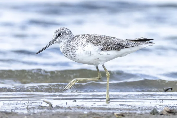 Kwekerij Tringa Nebularia Vogelfoerageren Wetlands — Stockfoto