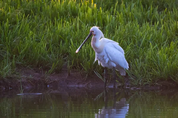 Nahaufnahme Eines Gemeinen Löfflers Platalea Leucorodia Futtersuche Auf Einer Wiese — Stockfoto