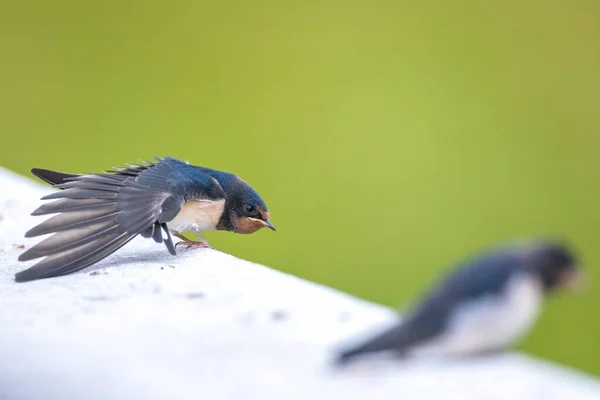 Engolir Celeiro Hirundo Rustica Filhotes Sendo Alimentados Grande Grupo Desses — Fotografia de Stock