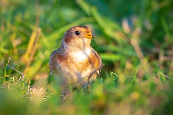 Zbliżenie Śniegu Plectrophenax Nivalis Ptaki Żerujące Trawie — Zdjęcie stockowe