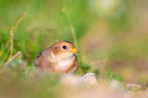 雪のバンティングの閉鎖 プレクトロフェナックス ニヴァリス 草の中の鳥の採餌 — ストック写真