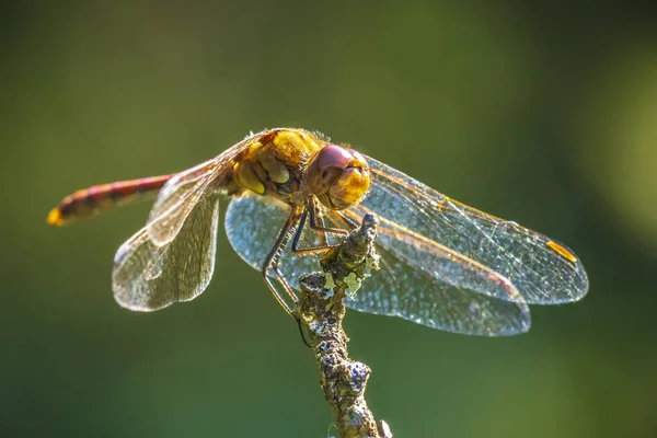 Close Macho Darter Vagabundo Sympetrum Vulgatum Libélula Pendurada Vegetação — Fotografia de Stock