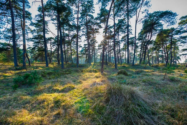 Hollanda 'nın başkenti Hoge Veluwe' de güzel bir ormanda güneş ışığı.